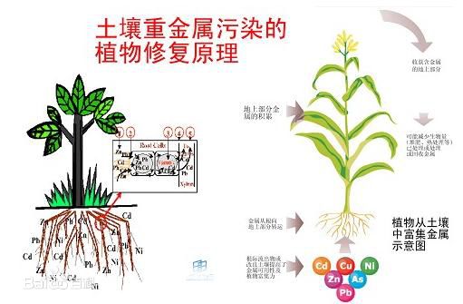 土壤修復的定義